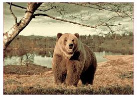 Ковер Фауна 149 Медведь